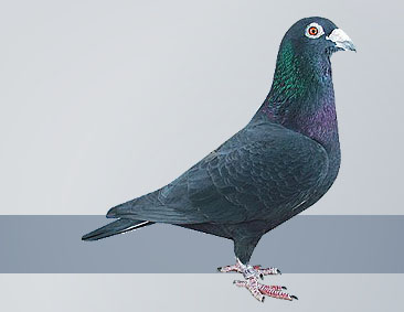 black cock the International top of pigeon racing