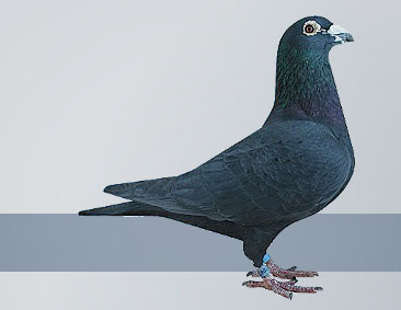black cock Ideal for racing pigeon