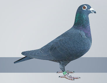Black hen fly fantastic result in big numbers of pigeons