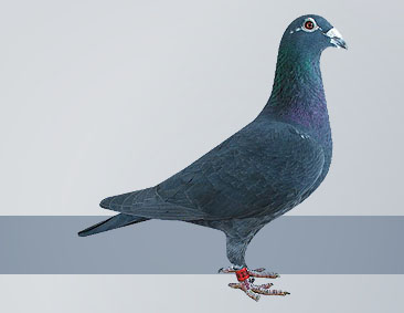 Black hen fantastic pigeon breed