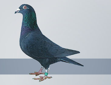 Black hen fantastic race pigeon and breeding pigeon