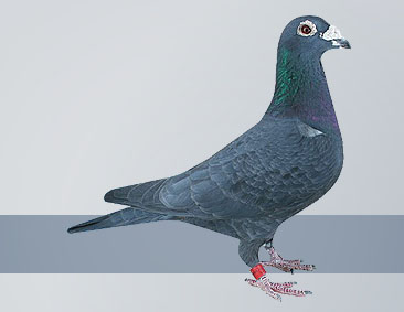 Black hen ace pigeon awards and magnificent