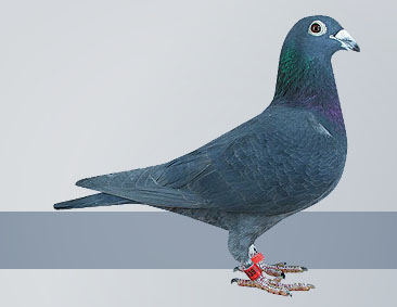 Black hen top class pigeon for middle distance