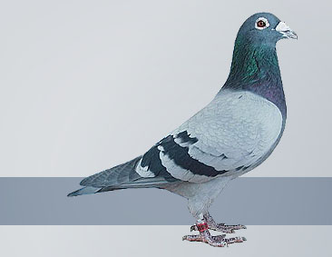 the best breeding pigeons