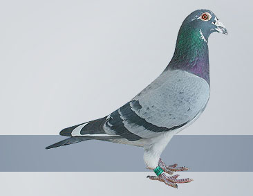  the best breed for racing pigeon