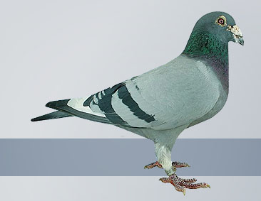 pigeons out of the Janssen strain were the best