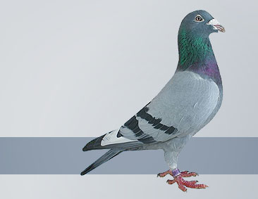Janssen pigeons in breed from the best pigeons