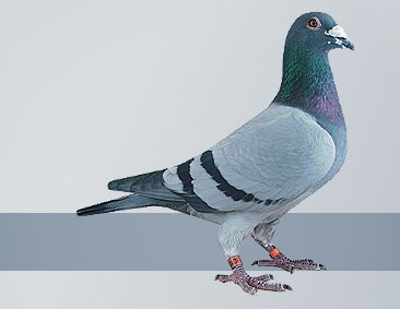pigeons from Janssen Brother