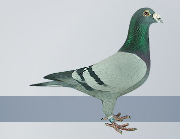The exclusive Janssen racing pigeons