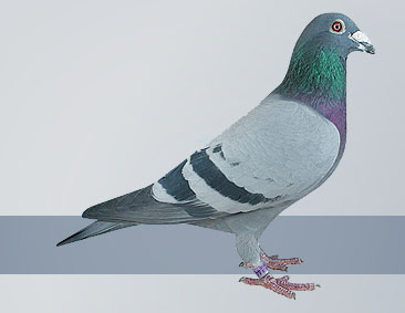 Selecting a Pigeon for Distance Racing