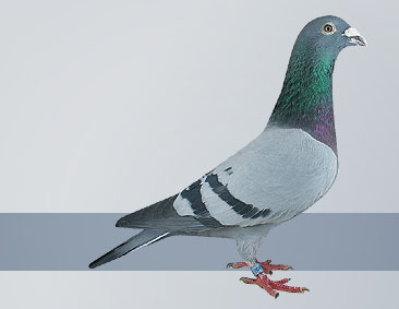 best performance pigeons go to the breeding loft