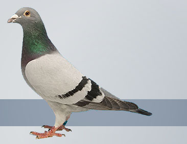 Janssen-Van Den Bosch pigeons