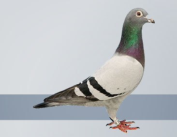 The Best Racing Pigeons in the World