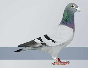Roland Jansen racing pigeons