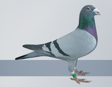 pigeons came from Gus Hofkens