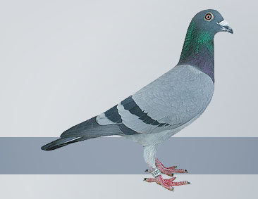 dominant breeding pigeons