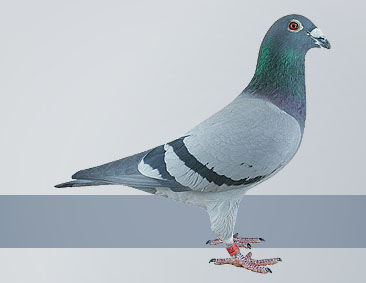 Gust Hofkens had the very best pigeons