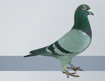 Flor Vervoort Hofkens Based Pigeons