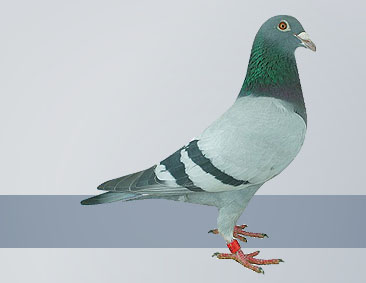 De Jonge Witstaartstier pigeon