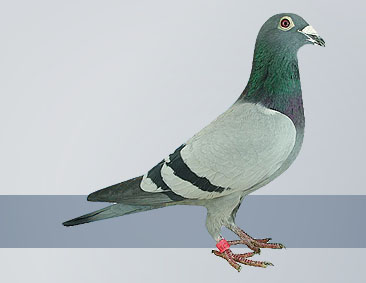 3rd National Ace Pigeon