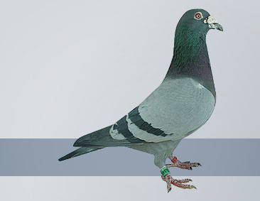 the best kept breed of racing pigeon
