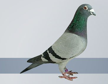 Hofken racing pigeons