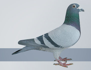 Hofkens hen-both wonderful pigeons
