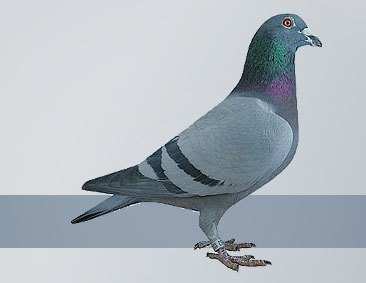 the best Janssen pigeons