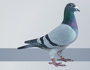 pigeons out of the Janssen strain