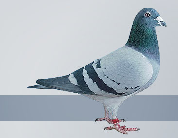 the greatest Janssen racing pigeons