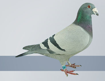 pigeons directly from Janssen