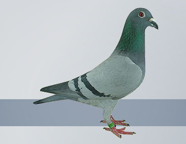 blue hen a top long- distance race pigeon