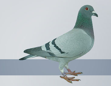 blue hen Casandra fly short distance champion pigeon