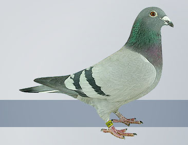 small blue coloured hen was able to win a prize in the provincial