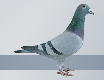 blue hen as a young pigeon, she won several races