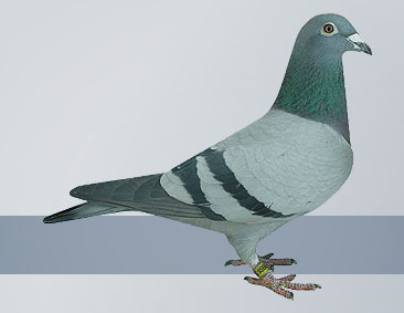 blue hen mother Ace Pigeon Champion