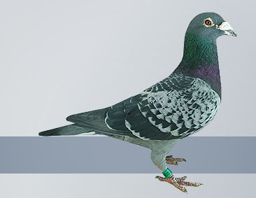 racing pigeon homer