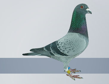 best racer pigeon