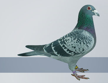 pure racing homer pigeon