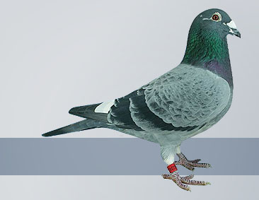 The Blue checker racing pigeon
