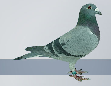 prized racing champion pigeons