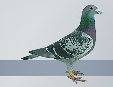 expensive champion racing pigeon
