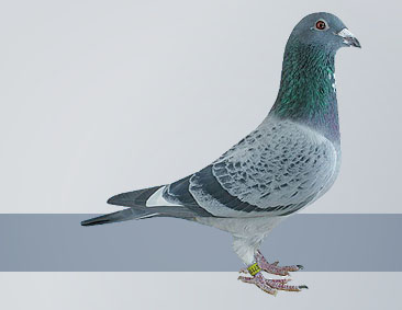 A champion racing pigeon