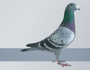 Pigeon Race champion