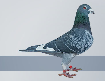 highly prized pigeon racing champion