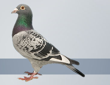 Long-distance Pigeon