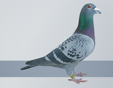 premier long distance pigeon