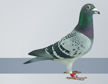 double national pigeon champion
