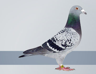 fenomenal long distance and extreme distance pigeon champion