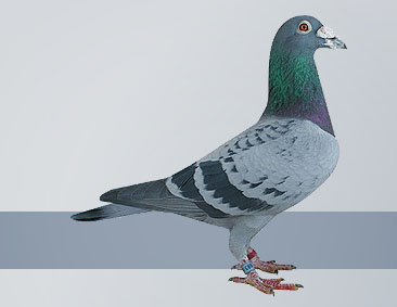 National champion Long Distance Old pigeon